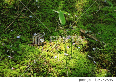 小さな緑の世界の苔 103242545