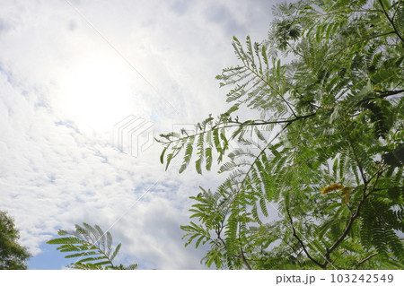 春のネムノキ　開花前　雲　太陽 103242549