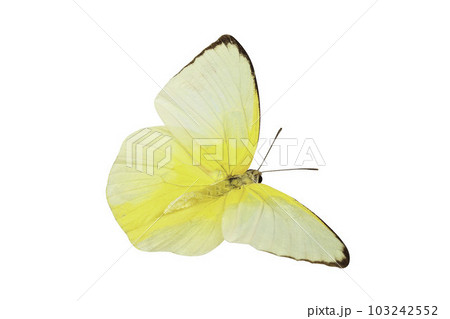 A beautiful yellow butterfly flying isolated on transparent background with clipping path, single beautiful with clipping path and alpha channel. Use for graphics or advertising design. 103242552
