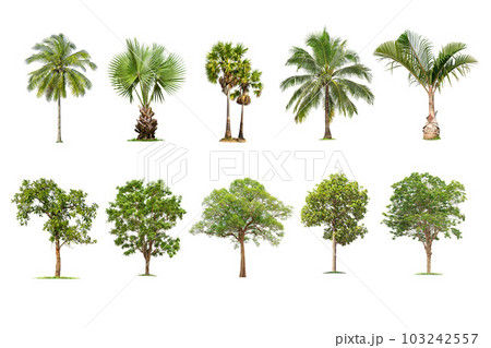 tree and palm isolated on white background ,The collection of trees. Large trees database Botanical garden organization elements of Asian nature in Thailand, tropical trees isolated used for design, 103242557