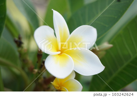 淡い優しい花プルメリア 103242624