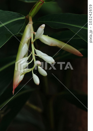 自然　植物　ゲットウ、五月初め。鞘（？）が割れて蕾をつけた穂状花序が現れます② 103242659
