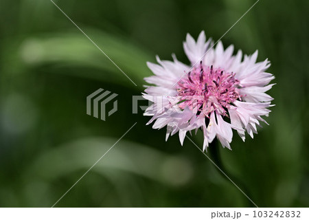 見つけた小花をクローズアップ 見つけた小花をクローズアップ 103242832