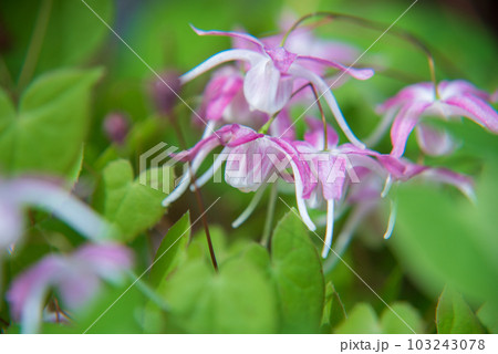 イカリソウ　早春 103243078