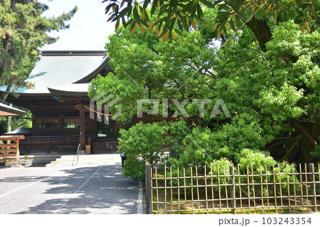 浜松八幡宮　拝殿　雲立楠 103243354