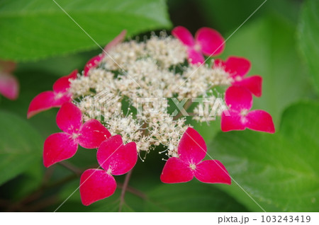 紫陽花 紅 アジサイ紅 紫陽花 紅 アジサイ紅 103243419