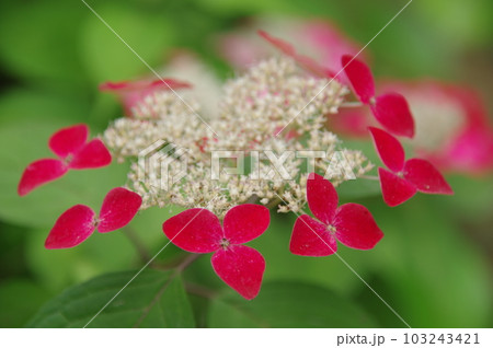 紫陽花　紅　アジサイ紅 103243421