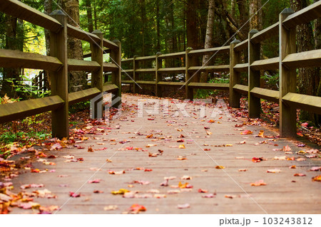 Fallen red, orange, and yellow leaves on boardwalk walkway path through park trail green trees 103243812