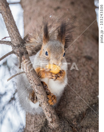 The squirrel with nut sits on tree in the winter or late autumn 103243886