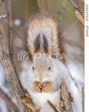 The squirrel with nut sits on tree in the winter or late autumn The squirrel with nut sits on tree in the winter or late autumn 103243897