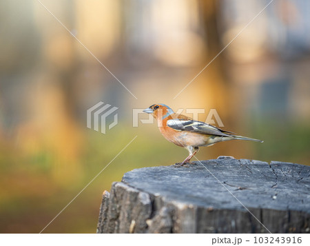 Common chaffinch, Fringilla coelebs, sits on a tree. Common chaffinch in wildlife. 103243916