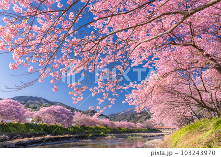 《静岡県》河津桜満開の風景・河津町 《静岡県》河津桜満開の風景・河津町 103243970