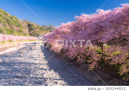 《静岡県》河津桜満開の風景・河津町 103244012