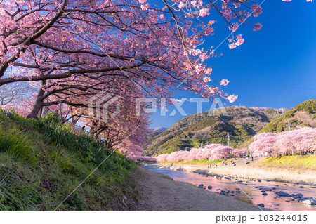 《静岡県》河津桜満開の風景・河津町 103244015