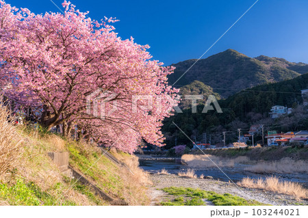 《静岡県》河津桜満開の風景・河津町 103244021