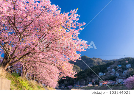 《静岡県》河津桜満開の風景・河津町 103244023