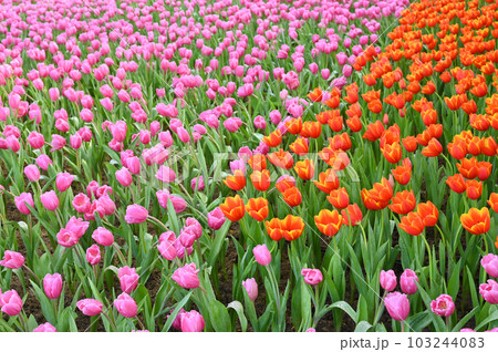 beautiful pink and orange tulip in the garden,の写真素材
