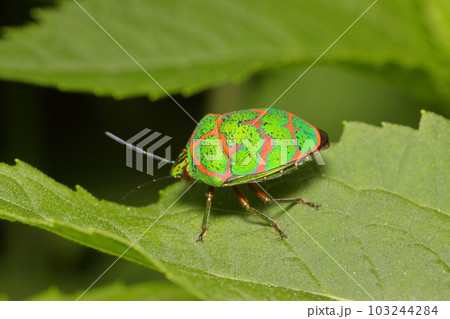 アカスジキンカメムシ成虫 昆虫 103244284