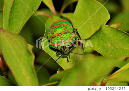 アカスジキンカメムシ成虫 昆虫 103244285