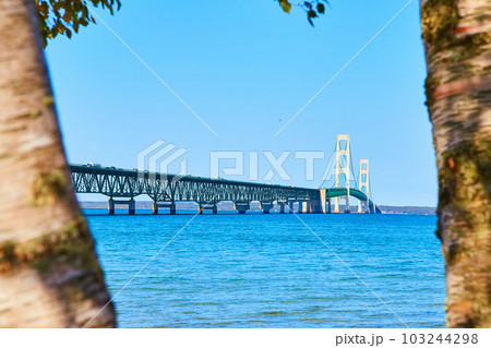 Tree bark framing Mackinac Bridge with Lake Michigan and Lake Huron 103244298