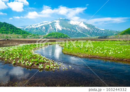 水芭蕉咲く尾瀬湿原5 103244332