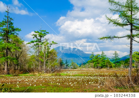 燧ケ岳と水芭蕉 燧ケ岳と水芭蕉 103244338