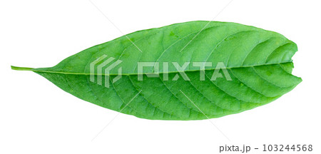 Avocado leaf isolated on white background with clipping path Avocado leaf isolated on white background with clipping path 103244568