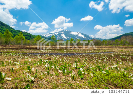 湿原に咲く水芭蕉と至仏山1 湿原に咲く水芭蕉と至仏山1 103244711