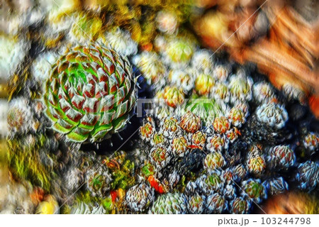 Close up view of succulent  plant on the ground with blurred background. Digital painting with pastels..  103244798
