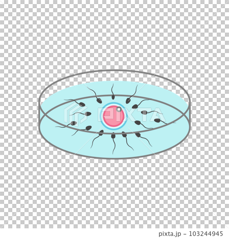 Illustration of in vitro fertilization Illustration of in vitro fertilization 103244945