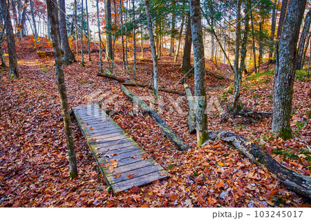 Small hiking bridge in forest over dry creek with ground covered in orange leaves 103245017