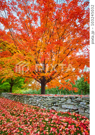 Stunning orange-leafed fall tree by orchard and stone wall with leaves everywhere Stunning orange-leafed fall tree by orchard and stone wall with leaves everywhere 103245032