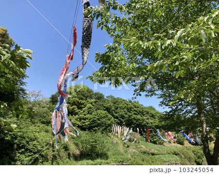 茅ヶ崎市里山公園のこいのぼり 茅ヶ崎市里山公園のこいのぼり 103245054