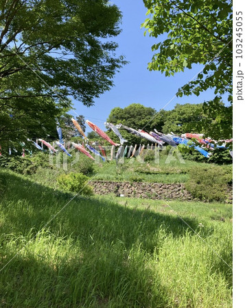茅ヶ崎市里山公園のこいのぼり 茅ヶ崎市里山公園のこいのぼり 103245055