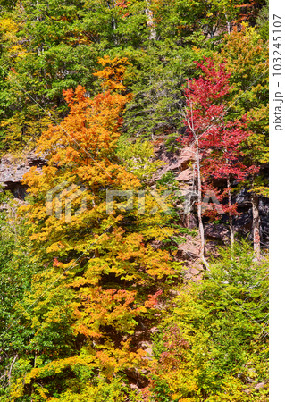 New York fall forest patch in cliffs with colorful yellow, orange, and red trees 103245107