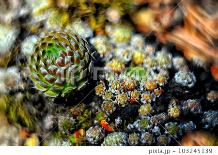 Close up view of succulent  plant on the ground with blurred background. Digital painting in watercolor.  103245139