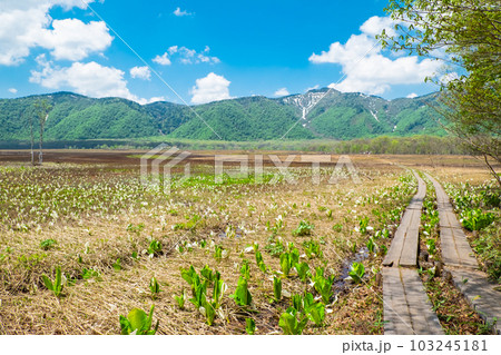 尾瀬湿原と水芭蕉群落1 103245181