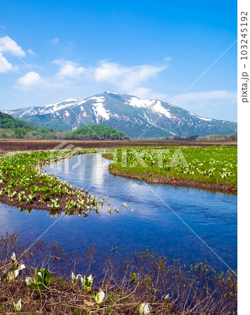 水芭蕉咲く尾瀬湿原と水芭蕉（縦） 103245192
