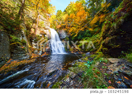 Golden fall leaves cover banks of river with cliffs and large waterfall in peak fall forest Golden fall leaves cover banks of river with cliffs and large waterfall in peak fall forest 103245198