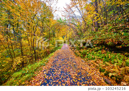 Hiking down path covered in yellow leaves surrounded by vibrant forest 103245216