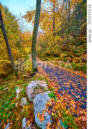 Hiking path on trail covered in fall leaves going through forest 103245218