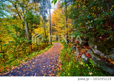 Hiking path in forest during peak fall and covered in leaves 103245219
