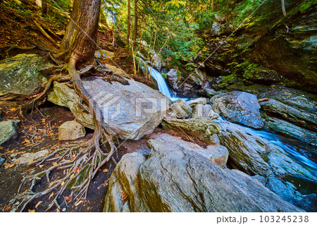 Exposed roots of tree over boulders by cliffs with waterfall into river of lush mossy forest 103245238