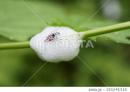 アワフキムシ 103245310