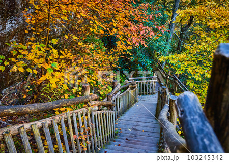 Fall foliage surrounds wood boardwalk hiking trail steps down into forest 103245342
