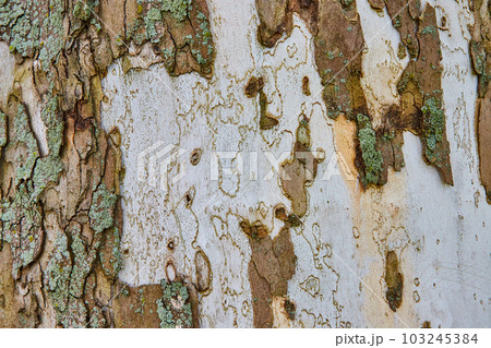 Tree texture detail asset of bark with white trunk 103245384