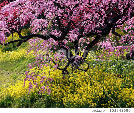 菜の花と満開の花桃コラボレーション 103245690