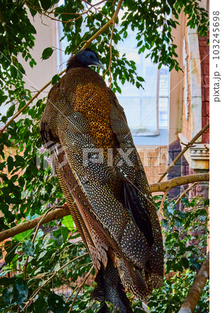 Stunning large great argus pheasant bird on branches with back 103245698