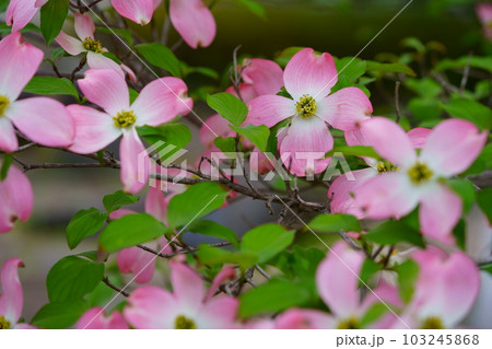 街路樹の可愛いハナミズキ 街路樹の可愛いハナミズキ 103245868