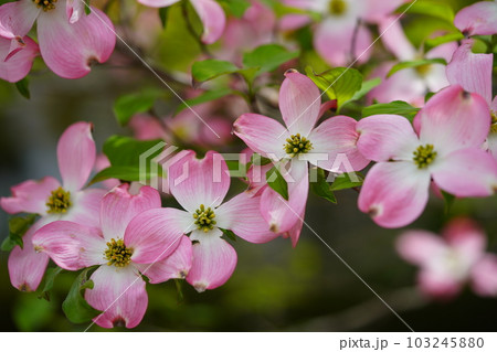 街路樹の可愛いハナミズキ 103245880